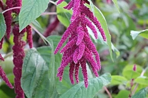 Amaranth Symbolism And Meaning Symbol Sage