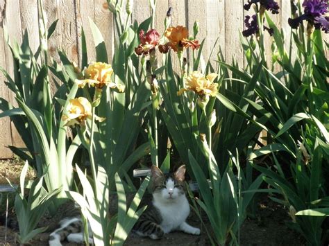 Historic Iris Preservation Society - Home | Facebook