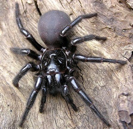 19 Reasons Why Arachnophobes Should Give Australia A Miss Funnel Web