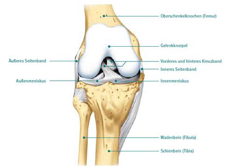 Das Kniegelenk Kliniken Neustadt Aisch