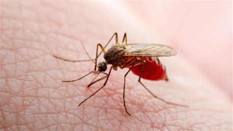 Texas Records First Locally Transmitted Dengue Fever Case Of 2024 Fox