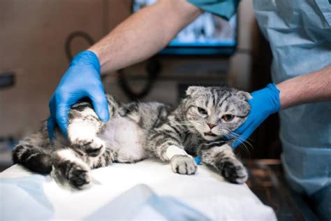 Cuidados de un gato esterilizado Curas alimentación y recuperación