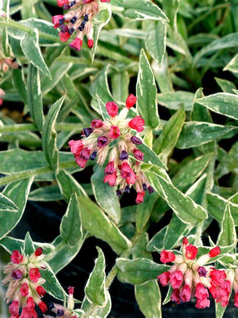 Pulmonaria Raspberry Frost Bluestone Perennials