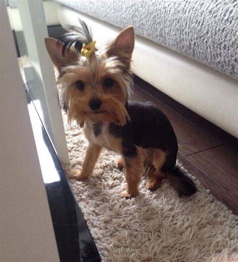 Yorkie Haircuts For Males And Females 60 Pictures Yorkielife Toy