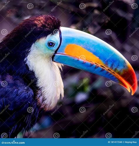 One Keel Billed Toucan Is Perching On The Tree Branch Stock Photo