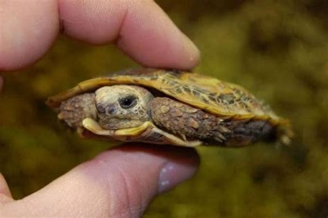 Pancake Tortoise Care Sheet Reptiles Cove