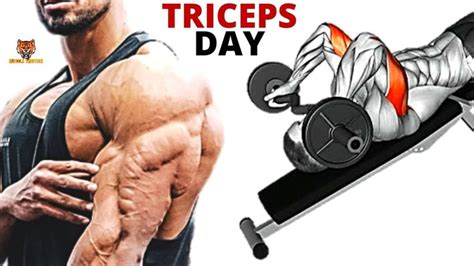 6 BEST TRICEP WORKOUT AT GYM Les Meilleurs Exercices Musculation