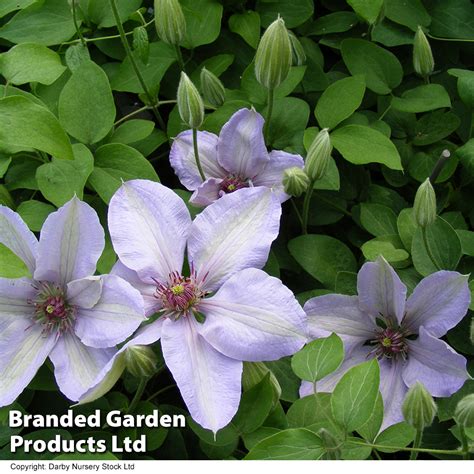 Clematis Bernadine™ Evipo061 Dobies