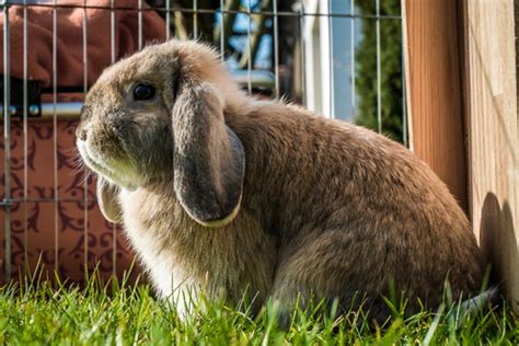 Lapin bélier anglais : origine, caractéristiques, prix - Ooreka