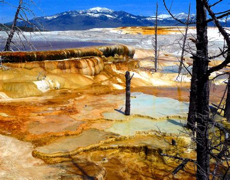 Fly Fishing In Yellowstone National Park: Invasion Of The Moose