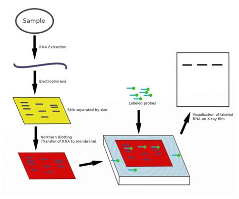 Edta In Northern Blot Washing Solution