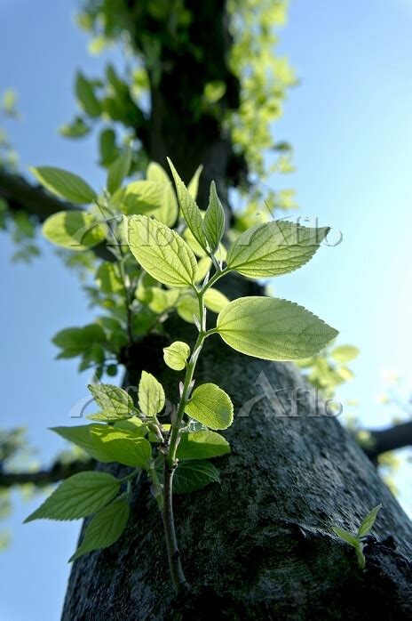 樹の幹から芽吹く新芽 24966437 の写真素材 アフロ