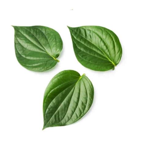 Complete Guide To Grow Betel Leaf Plant And Its Benefits | Gardenoid