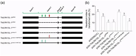 外显子、内含子、mrna Cds区别 晶羽科技