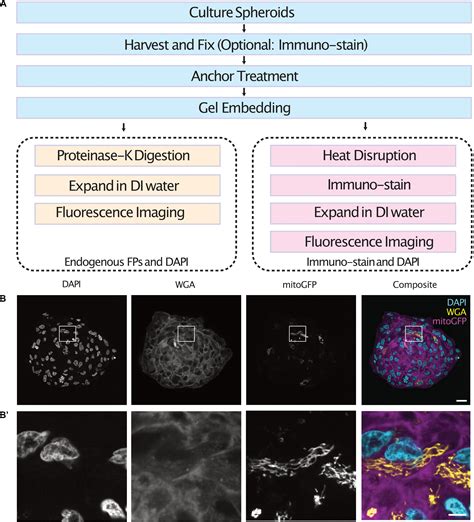 Frontiers High Resolution Imaging Of Tumor Spheroids And Organoids