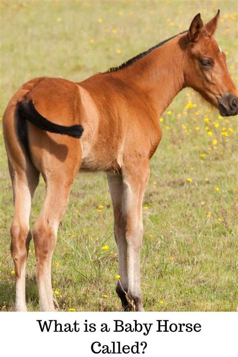 Interesting Facts About Foals Baby Horses Their Birth And What You