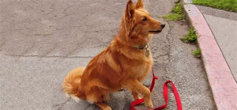 Golden Sheltie Pet Your Dog