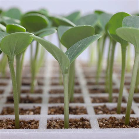 Ultimate Guide For Starting Vegetable Seeds Indoors Second Act Blog