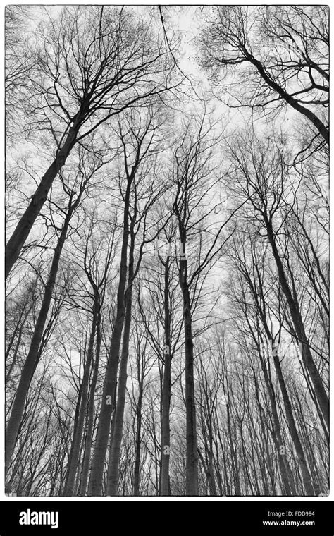 Bäume In Einem Wald Schwarzweiß Stockfotos Und Bilder Alamy