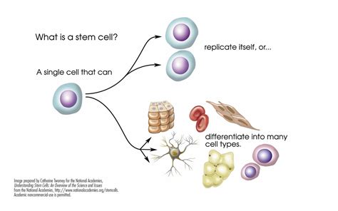 Stem Cells Patient Education Center Cctrn Ccct Centers