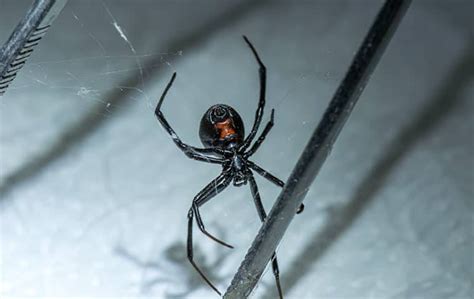 Pest Spotlight Black Widow Spiders In San Diego