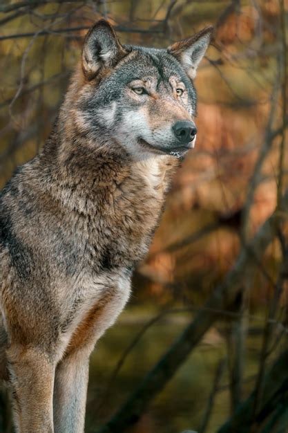 Premium Photo | Grey wolf