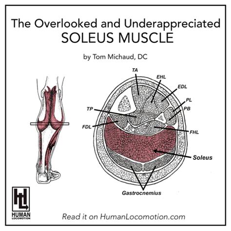 The Overlooked And Underappreciated Soleus Muscle Human Locomotion