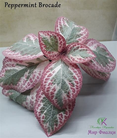 Эписция Peppermint Brocade