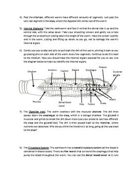 Earthworm Dissection by Simple Investigations | TPT