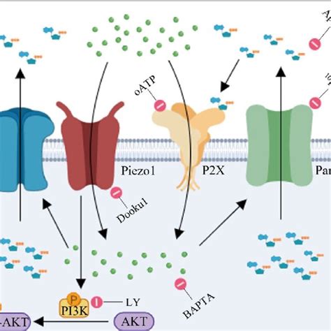 Extracellular Ca 2 And P2x Receptor Signaling Are Involved In Piezo1