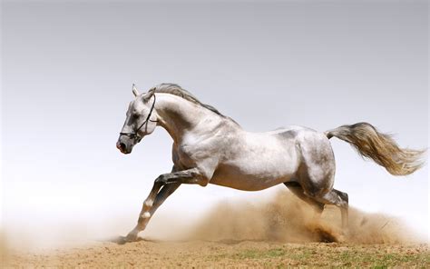 🔥 40 Galloping Wallpapers Wallpapersafari
