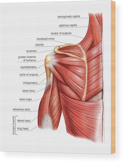 Shoulder Muscles 3 Wood Print By Asklepios Medical Atlas Science