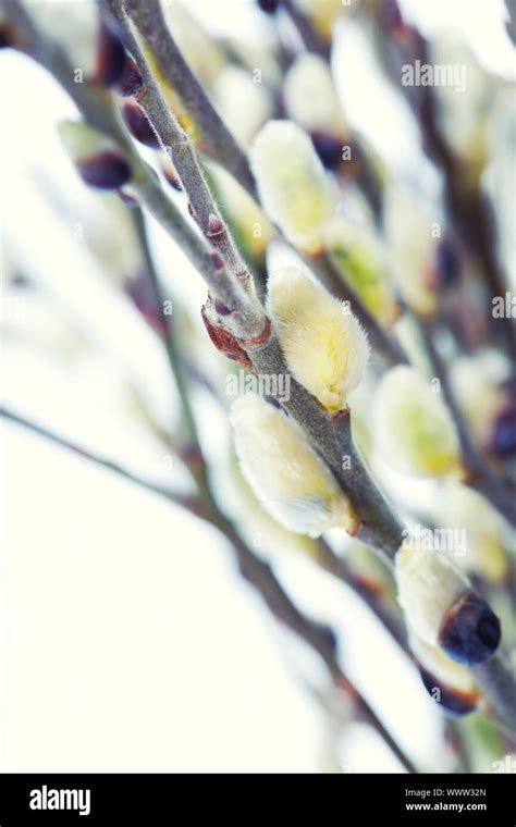 Pussy Willow Twigs On White Background Stock Photo Alamy