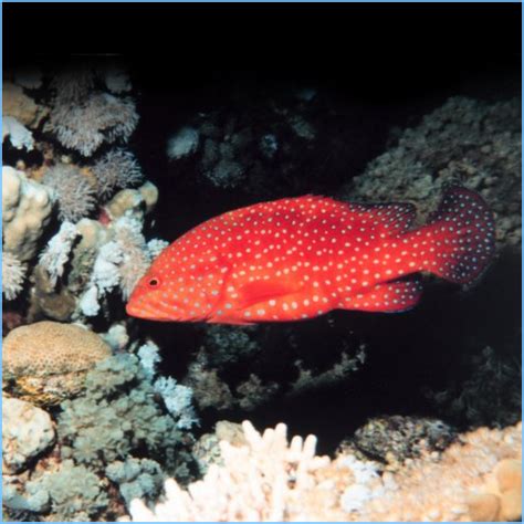 Red Miniatus Grouper or Coral Blue-Spot Rockcod | Pete's Aquariums & Fish