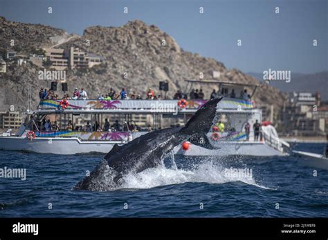 Humpback Whale Slapping Tail In Cabo San Lucas Mexico Stock Photo Alamy