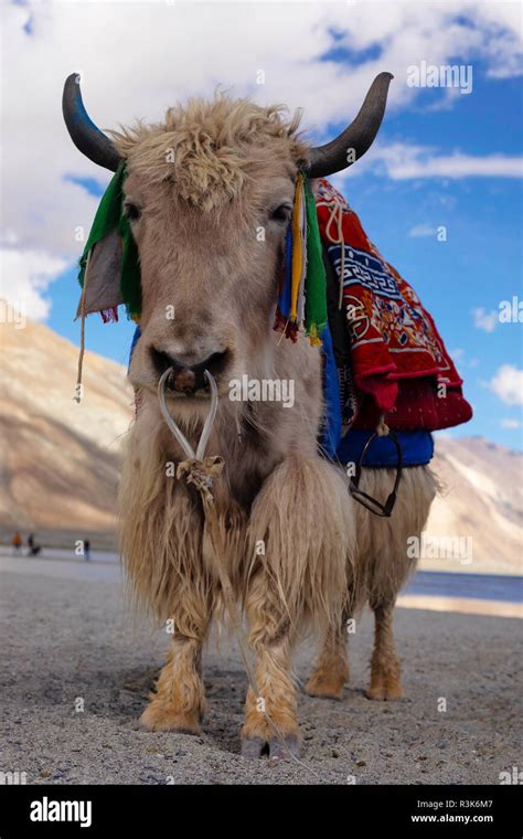 Domestic Yak Hi Res Stock Photography And Images Alamy