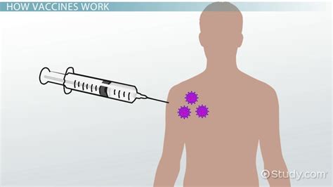 What Is A Vaccine Definition Function Examples Lesson Study