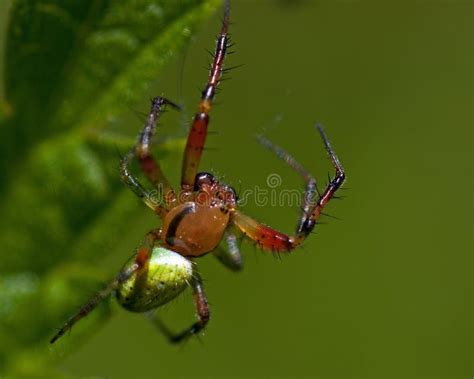 Cucurbitina Vert D Araniella D araignée Plan Rapproché Des Fesses