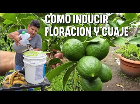 Poderoso abono CASERO para inducir floración abundante y cuaje en