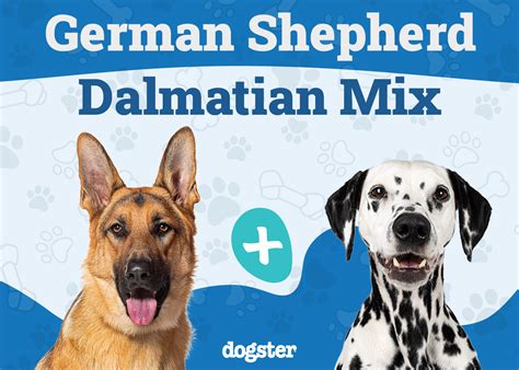 German Shepherd Dalmatian Mix Dog Breed: Info, Pictures, Care & More ...