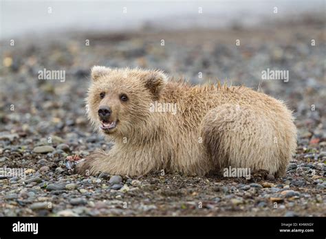 Alaskan Brown Bear Cub With Blonde Fur Stock Photo Alamy