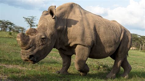 Extinction Ghosts Rhino