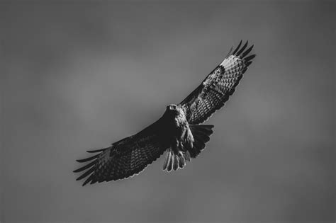 Monochrome Photo of Flying Falcon · Free Stock Photo