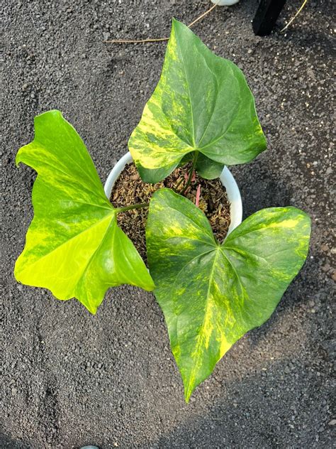 Anthurium Pterodactyl Variegated Rare Plants Retail Etsy New Zealand