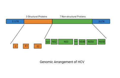 Hepatitis C Virus Diagram