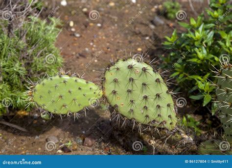 Green Pads On A Prickly Pear Cactus Opuntia Ficus Indica Stock Photo