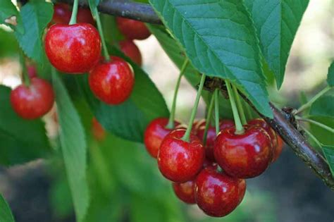 How To Grow And Care For Fruiting Cherry Trees Gardeners Path