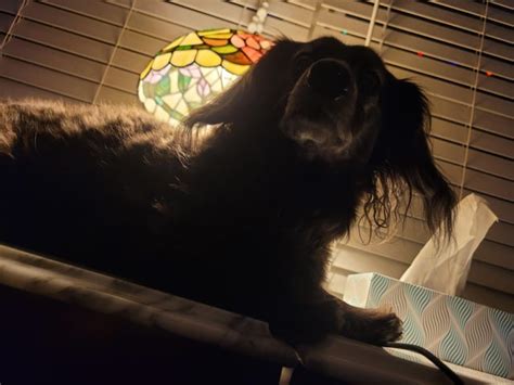 Tank Turns 14 Today Rdachshund