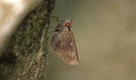 Erionota From Bantimurung Bulusaraung National Park Jln Poros Maros