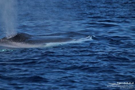 Amazing Fin Whales Feeding On Krill Terra Azul™